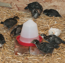 Load image into Gallery viewer, Classic Waterer, W2 (0.4 Gal/1.6 Qt)