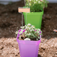 Load image into Gallery viewer, 5" Nursery Pots with Insert Tray