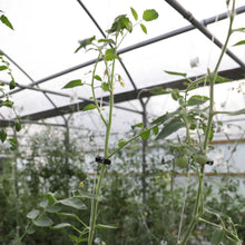 Load image into Gallery viewer, Tomato Roller Hooks