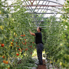 Load image into Gallery viewer, Tomato Roller Hooks