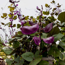 Load image into Gallery viewer, Purple Hyacinth Bean