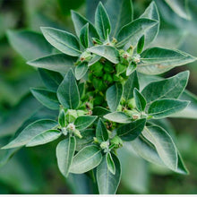 Load image into Gallery viewer, Ashwaganda