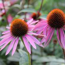 Load image into Gallery viewer, Echinacea