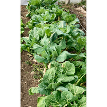 Load image into Gallery viewer, Champion Collards