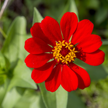 Load image into Gallery viewer, Peruvian Zinnia