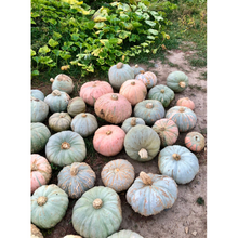 Load image into Gallery viewer, Pueblo Hubbard Squash