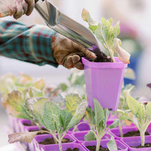 Load image into Gallery viewer, 3.3" Heavy Duty Seed Starting Pots with Inserts