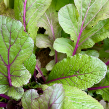 Load image into Gallery viewer, Vibrant Joy Mustard