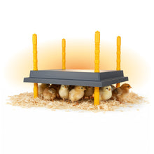 Load image into Gallery viewer, Warmzy Heating Plate (10" x 10") 15-20 chicks