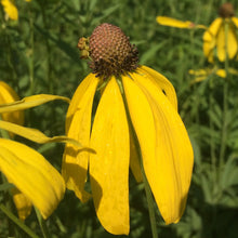 Load image into Gallery viewer, *Pollinator Garden Collection* ("Love Thy Pollineighbor")