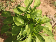 Load image into Gallery viewer, Big Jim Pepper