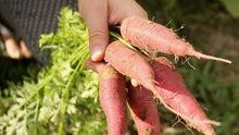 Load image into Gallery viewer, Dragon Carrot
