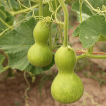 Load image into Gallery viewer, Hopi Origin Rattle Gourd