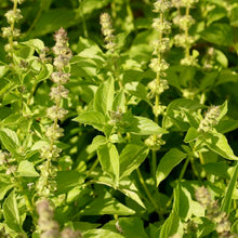 Load image into Gallery viewer, Lemon Basil