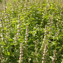 Load image into Gallery viewer, Lemon Basil