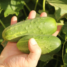 Load image into Gallery viewer, Marketmore Cucumber