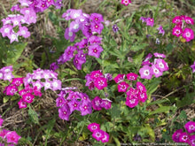 Load image into Gallery viewer, Phlox, Annual (Phlox drummondii)