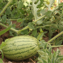 Load image into Gallery viewer, Pueblo Watermelon Mix