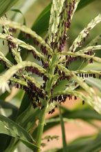 Load image into Gallery viewer, Red Rainbow Corn Landrace