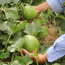 Load image into Gallery viewer, Hopi Titus X Green Nutmeg Cantaloupe