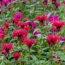 Load image into Gallery viewer, Bee Balm, Mix (Monarda fistulosa)
