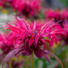 Load image into Gallery viewer, Bee Balm, Mix (Monarda fistulosa)