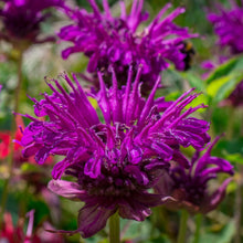 Load image into Gallery viewer, Bee Balm, Mix (Monarda fistulosa)