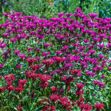 Load image into Gallery viewer, Bee Balm, Mix (Monarda fistulosa)