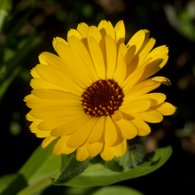 Load image into Gallery viewer, Calendula Mix