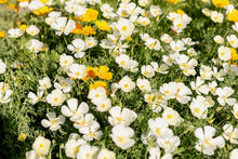Load image into Gallery viewer, Poppy, California White Linen (Eschscholzia californica)