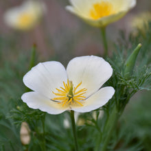 Load image into Gallery viewer, Poppy, California White Linen (Eschscholzia californica)