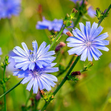 Load image into Gallery viewer, Chicory, Wild (Cichorium intybus)