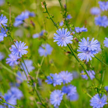 Load image into Gallery viewer, Chicory, Wild (Cichorium intybus)