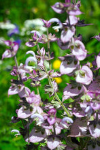 Load image into Gallery viewer, Clary Sage