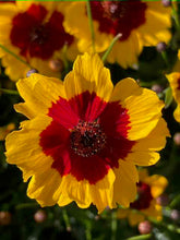 Load image into Gallery viewer, Dyer's Coreopsis