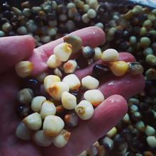 Load image into Gallery viewer, Blue Rainbow Corn Landrace