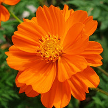 Load image into Gallery viewer, Cosmos, Orange (Cosmos sulphureus)