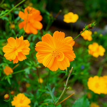 Load image into Gallery viewer, Cosmos, Orange (Cosmos sulphureus)