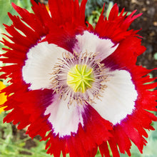 Load image into Gallery viewer, Poppy, Danish Flag (Papaver somniferum)