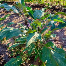 Load image into Gallery viewer, Early Violet Italian Eggplant