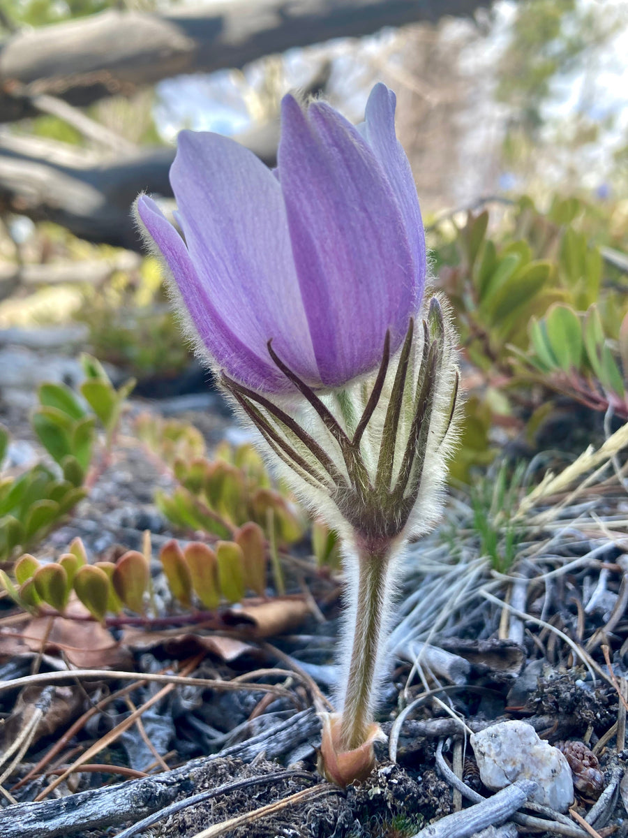 Pasque Flower, American aka Pulsatilla (Pulsatilla patens) – Countryside