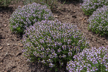 Load image into Gallery viewer, Thyme, English (Thymus vulgaris)