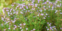 Load image into Gallery viewer, Thyme, English (Thymus vulgaris)