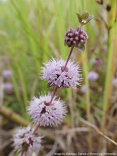 Load image into Gallery viewer, Pennyroyal, European (Mentha pulegium)