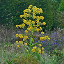 Load image into Gallery viewer, Fennel, Giant (Ferula communis)
