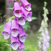 Load image into Gallery viewer, Foxglove, Purple (Digitalis purpurea)