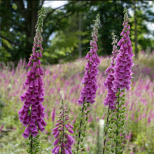 Load image into Gallery viewer, Foxglove, Purple (Digitalis purpurea)