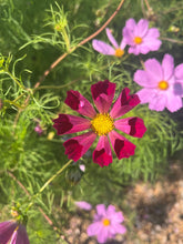 Load image into Gallery viewer, Cosmos, Garden Mix (Cosmos bipinnatus)
