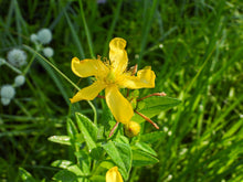 Load image into Gallery viewer, St. John's Wort, Great (Hypericum ascyron)