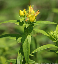 Load image into Gallery viewer, St. John's Wort, Great (Hypericum ascyron)
